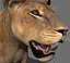 lioness animation fur 3d model