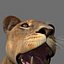lioness animation fur 3d model
