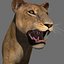 lioness animation fur 3d model