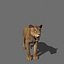 lioness animation fur 3d model