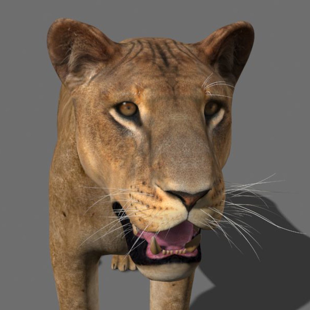 lioness animation fur 3d model https://p.turbosquid.com/ts-thumb/rf/MVOrXJ/wf7PnN7M/leoa4/jpg/1344541413/1920x1080/fit_q87/e47b8be1e3a79a5aa354fc0fa246152b778b5d85/leoa4.jpg