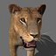 lioness animation fur 3d model