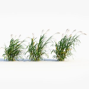 Miscanthus floridulus a