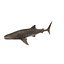 Rigged Fishes Collection 5 para Cinema 4D