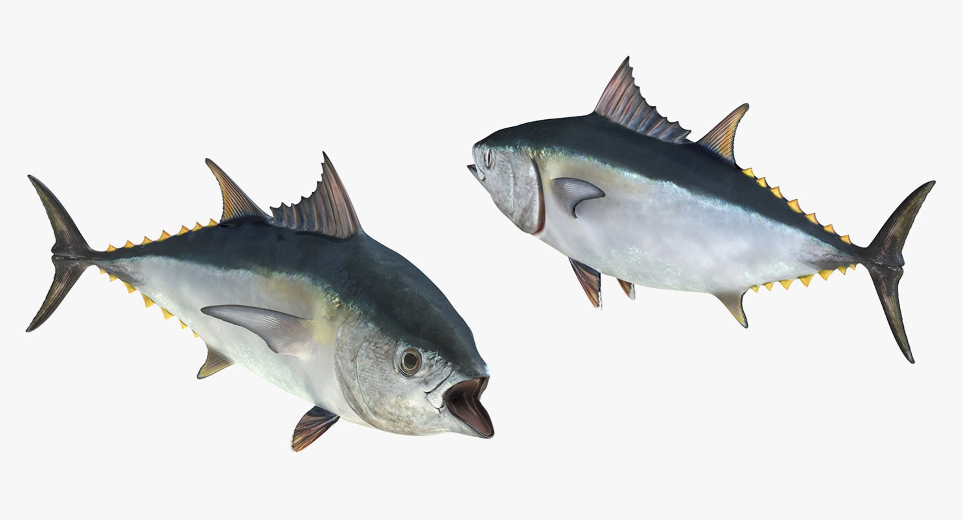 3D rigged fishes 5 model https://p.turbosquid.com/ts-thumb/rf/VS1jGk/0LWSqueI/riggedfishescollection5c4dmodel124/jpg/1595419300/1920x1080/fit_q87/d69888f35dfed91fbe00cfc79bdfe5c411b41831/riggedfishescollection5c4dmodel124.jpg