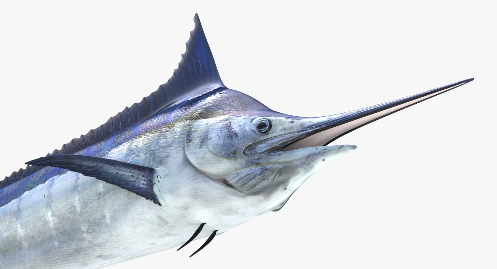 3D rigged fishes 5 model https://p.turbosquid.com/ts-thumb/rf/VS1jGk/4j4untEw/riggedfishescollection5c4dmodel087/jpg/1595419212/1920x1080/fit_q87/d46346633088f1b9f693d6f9b8ee1c7b96972315/riggedfishescollection5c4dmodel087.jpg