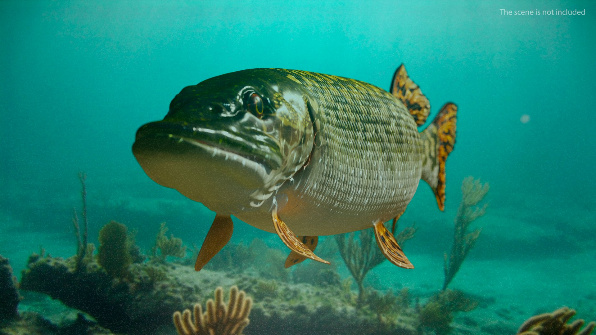 3D rigged fishes 5 model https://p.turbosquid.com/ts-thumb/rf/VS1jGk/8D4ui7KW/riggedfishescollection5c4dmodel007/jpg/1595419021/1920x1080/fit_q87/e21e3a1fe72d6cf1ad3999062da97c4ede9525ce/riggedfishescollection5c4dmodel007.jpg