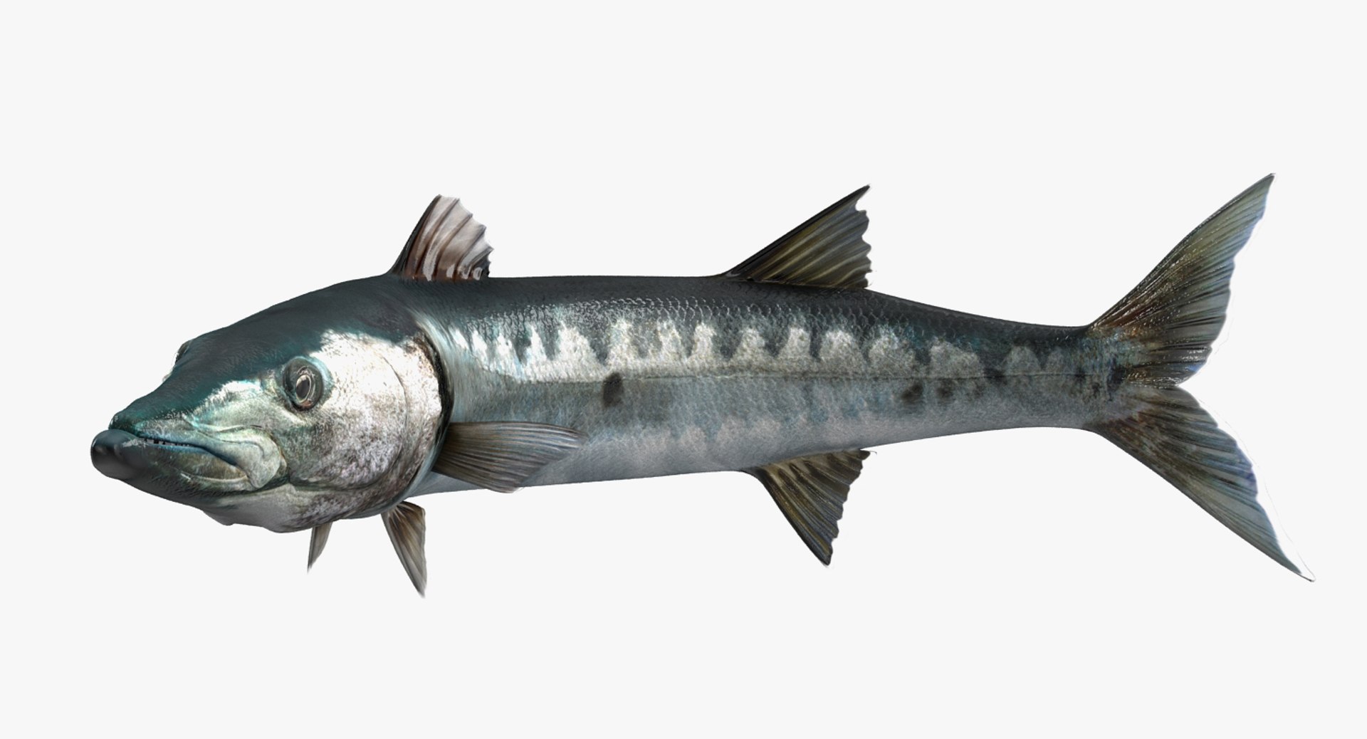3D rigged fishes 5 model https://p.turbosquid.com/ts-thumb/rf/VS1jGk/8eHYEOTQ/riggedfishescollection5c4dmodel054/jpg/1595419131/1920x1080/fit_q87/9b5d121e4d08d26a3a28b41309dc05f8d6ac8716/riggedfishescollection5c4dmodel054.jpg