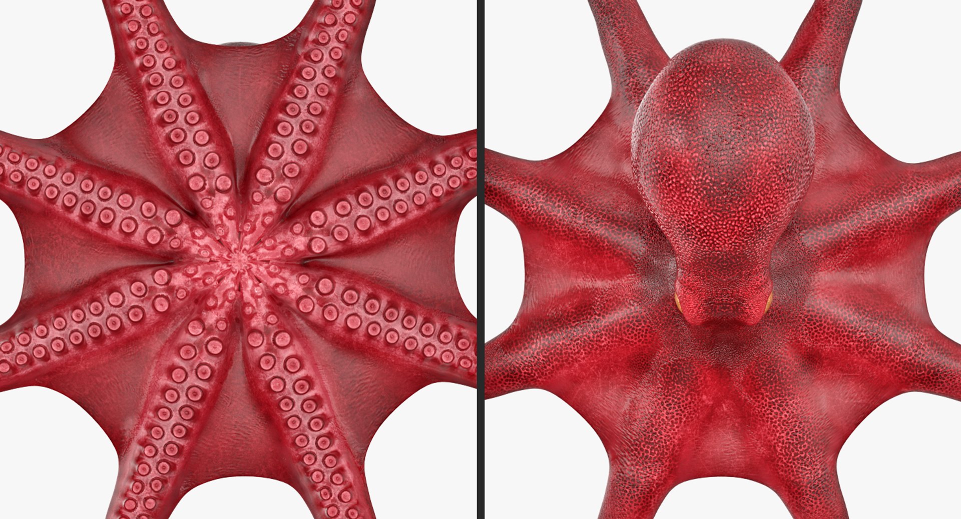 3D rigged fishes 5 model https://p.turbosquid.com/ts-thumb/rf/VS1jGk/Bu5Ujv1l/riggedfishescollection5c4dmodel031/jpg/1595419077/1920x1080/fit_q87/7d587f5e507fcde5cd9795caadcf1f2719e0f819/riggedfishescollection5c4dmodel031.jpg