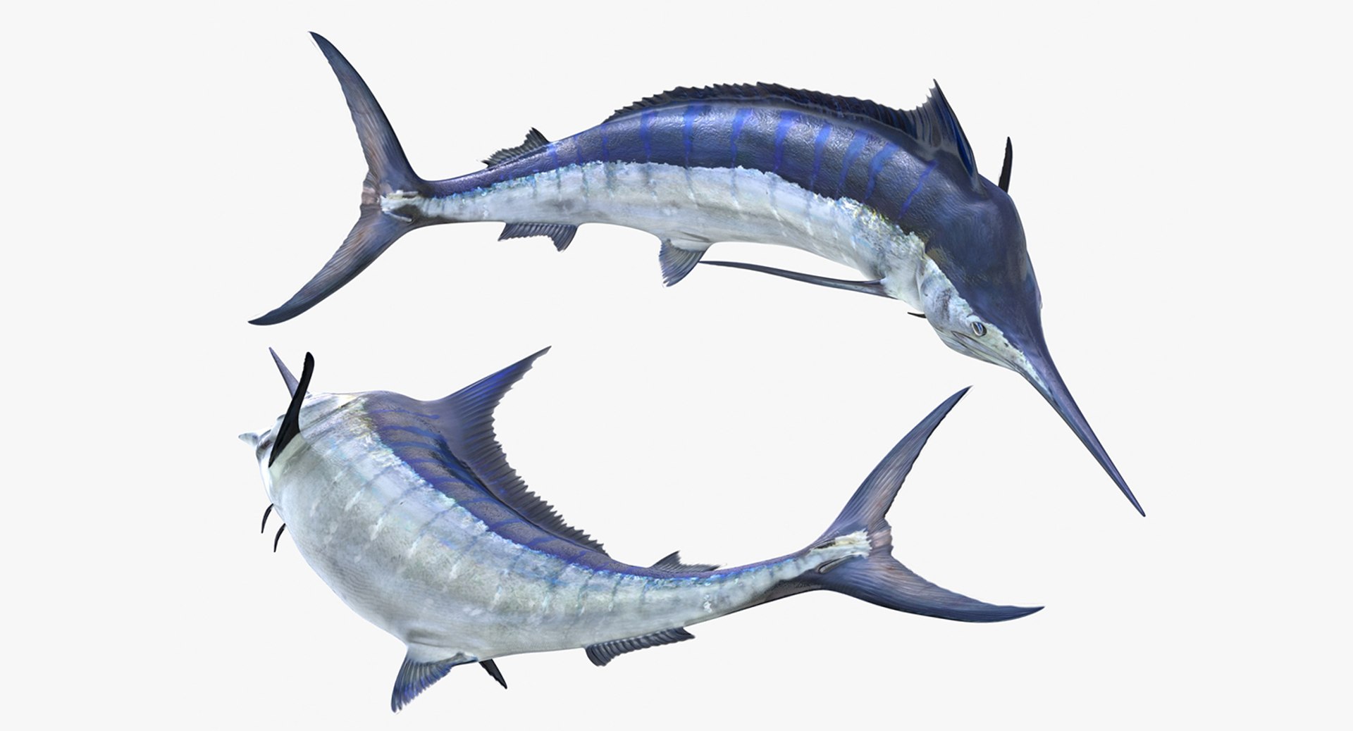 3D rigged fishes 5 model https://p.turbosquid.com/ts-thumb/rf/VS1jGk/CQ3xS24B/riggedfishescollection5c4dmodel085/jpg/1595419207/1920x1080/fit_q87/757500c37b34d11cd2d94c98d7d3e4b721f5a551/riggedfishescollection5c4dmodel085.jpg