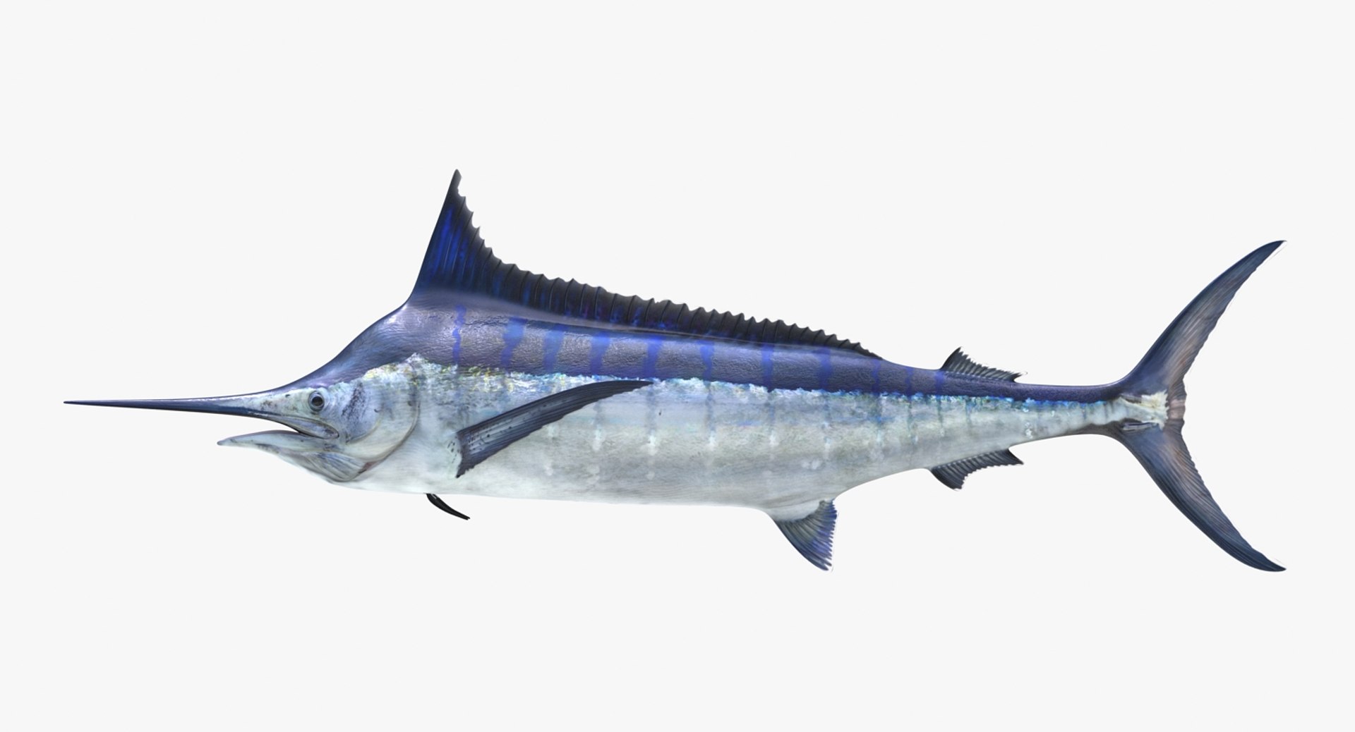 3D rigged fishes 5 model https://p.turbosquid.com/ts-thumb/rf/VS1jGk/DkiLVMzM/riggedfishescollection5c4dmodel081/jpg/1595419196/1920x1080/fit_q87/32b59925196e0d413acda0400c8648e642a87e44/riggedfishescollection5c4dmodel081.jpg