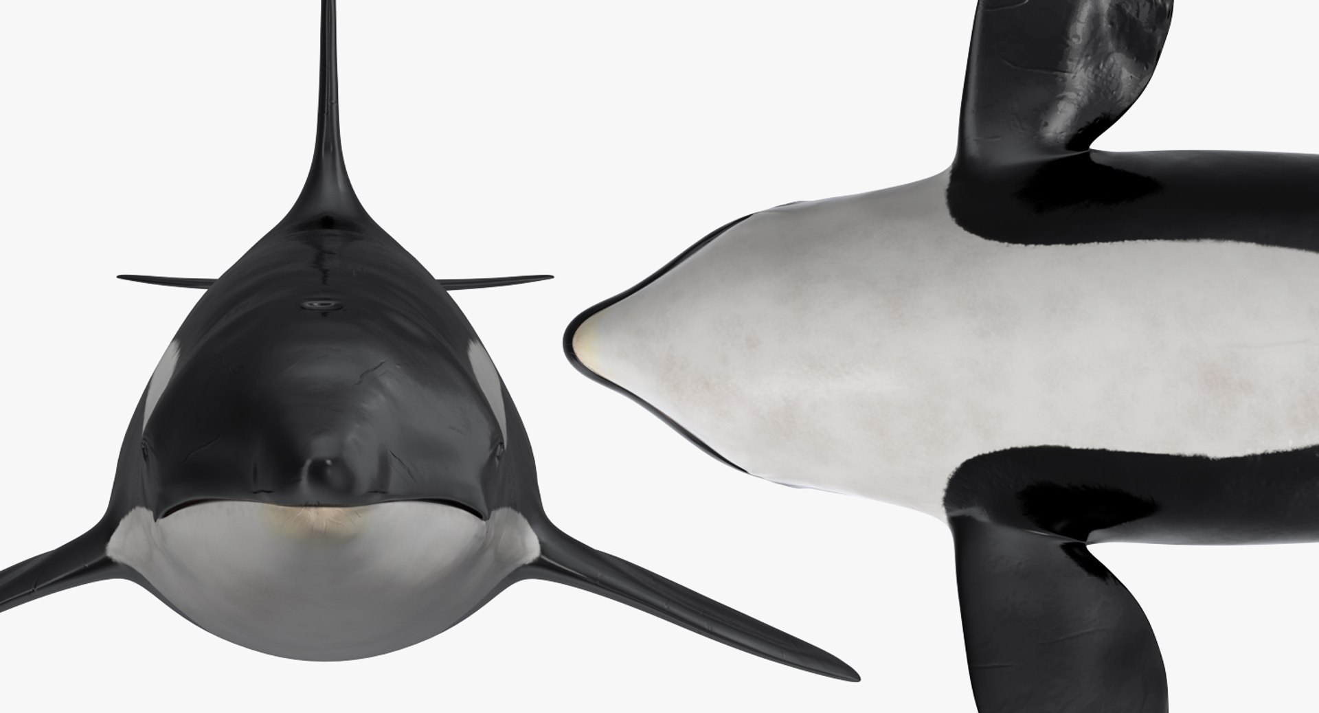 3D rigged fishes 5 model https://p.turbosquid.com/ts-thumb/rf/VS1jGk/Gx39upj1/riggedfishescollection5c4dmodel021/jpg/1595419054/1920x1080/fit_q87/2c08f0b034db0f333235817aef0ca9484074ccee/riggedfishescollection5c4dmodel021.jpg