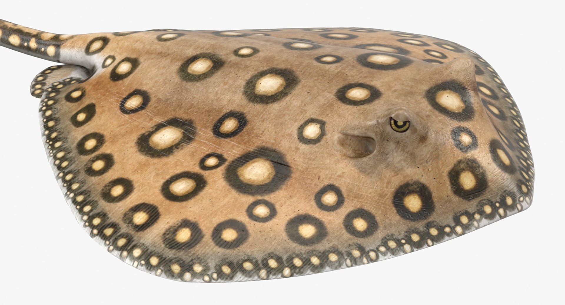 3D rigged fishes 5 model https://p.turbosquid.com/ts-thumb/rf/VS1jGk/HRFlLOwb/riggedfishescollection5c4dmodel095/jpg/1595419231/1920x1080/fit_q87/454c747b4ff4299e40f2ff6571ea6b3b4fe0c0e6/riggedfishescollection5c4dmodel095.jpg