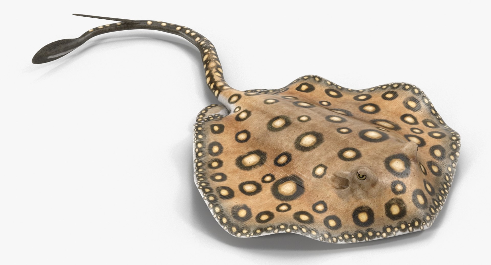 3D rigged fishes 5 model https://p.turbosquid.com/ts-thumb/rf/VS1jGk/L5tBHtsw/riggedfishescollection5c4dmodel092/jpg/1595419223/1920x1080/fit_q87/57be0b6939d9dde833dc7529cfa4030bc011235a/riggedfishescollection5c4dmodel092.jpg