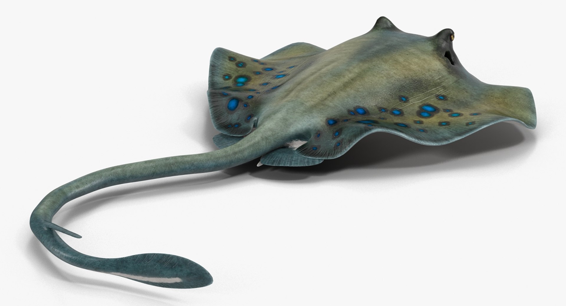 3D rigged fishes 5 model https://p.turbosquid.com/ts-thumb/rf/VS1jGk/O06ZBBAl/riggedfishescollection5c4dmodel113/jpg/1595419274/1920x1080/fit_q87/bdc5276e46248b88b9ae23cfd4b8fdea8570dcd3/riggedfishescollection5c4dmodel113.jpg