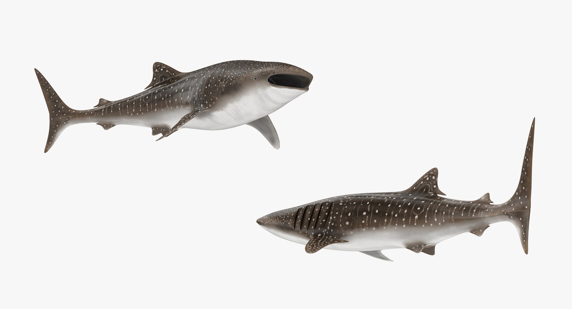 3D rigged fishes 5 model https://p.turbosquid.com/ts-thumb/rf/VS1jGk/OQIaRCWK/riggedfishescollection5c4dmodel127/jpg/1595419307/1920x1080/fit_q87/f858f3257ee57f66767403f7ba736c9f579f203a/riggedfishescollection5c4dmodel127.jpg