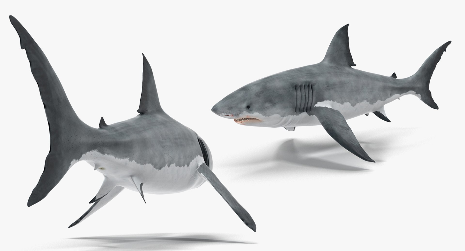 3D rigged fishes 5 model https://p.turbosquid.com/ts-thumb/rf/VS1jGk/RF0KZALe/riggedfishescollection5c4dmodel139/jpg/1595419338/1920x1080/fit_q87/fe59c004276099991d23c4d55ad9cbad3b6cd080/riggedfishescollection5c4dmodel139.jpg