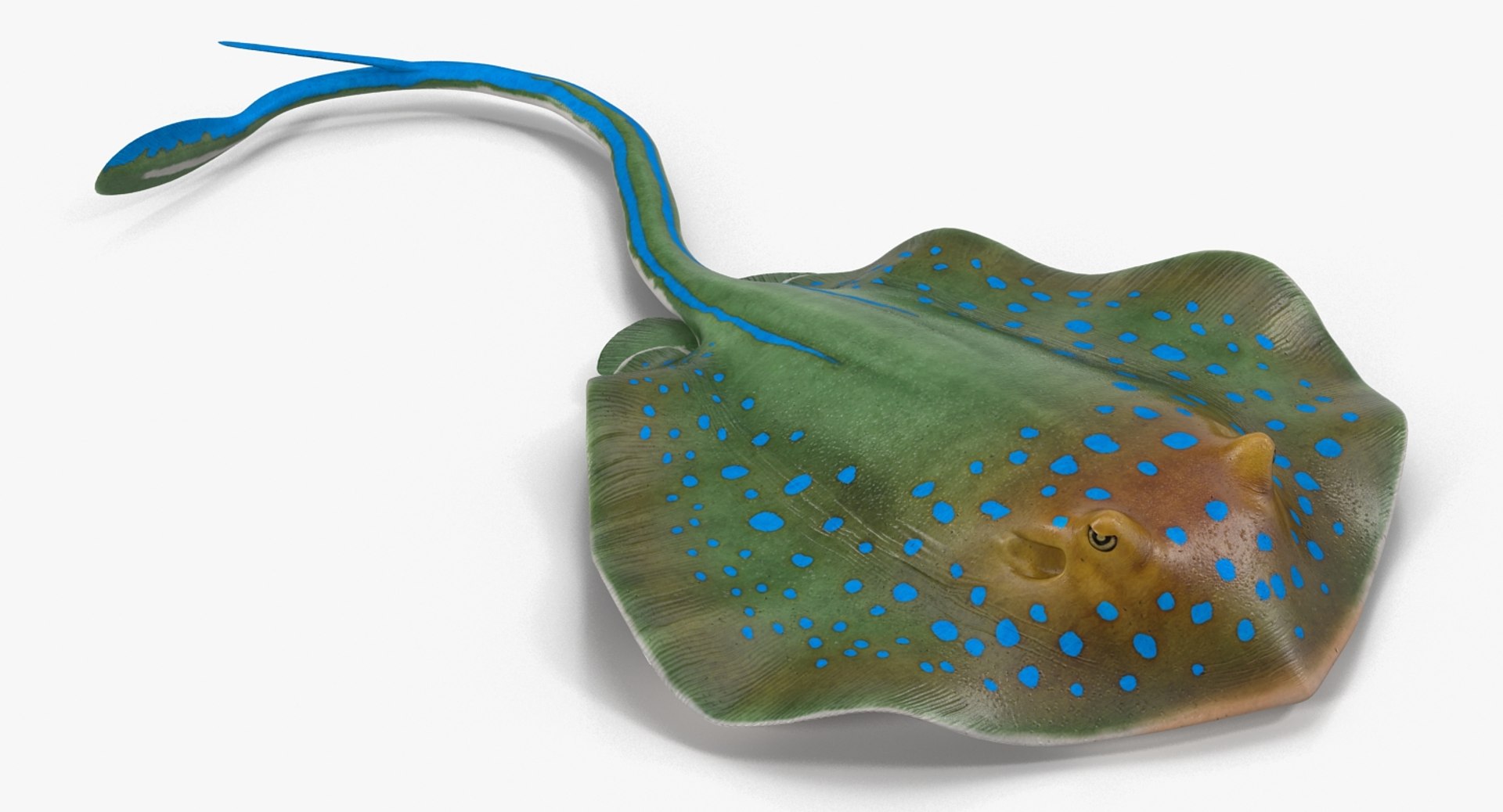 3D rigged fishes 5 model https://p.turbosquid.com/ts-thumb/rf/VS1jGk/UhZLfB7c/riggedfishescollection5c4dmodel117/jpg/1595419284/1920x1080/fit_q87/f04693888cd88d45f13f5f6a9f6eab1bc150f48a/riggedfishescollection5c4dmodel117.jpg