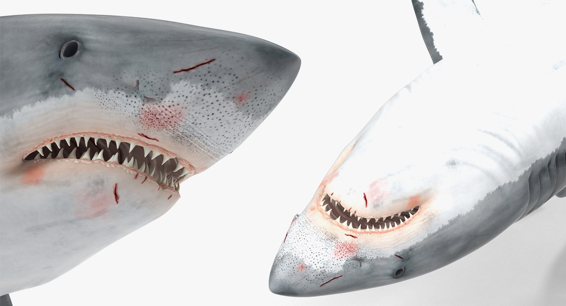 3D rigged fishes 5 model https://p.turbosquid.com/ts-thumb/rf/VS1jGk/VRfhuyv6/riggedfishescollection5c4dmodel141/jpg/1595419343/1920x1080/fit_q87/59fa41c5aeea7eb18993b1c6ed930047296065f9/riggedfishescollection5c4dmodel141.jpg