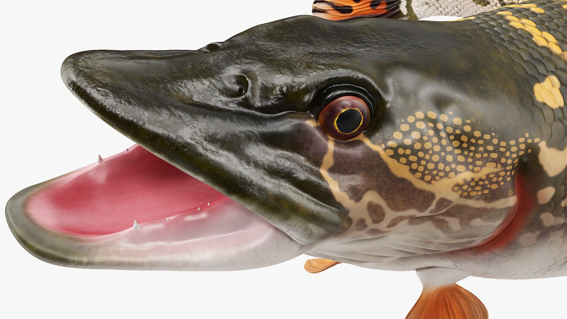 3D rigged fishes 5 model https://p.turbosquid.com/ts-thumb/rf/VS1jGk/WMA21D9f/riggedfishescollection5c4dmodel015/jpg/1595419040/1920x1080/fit_q87/95eee87a90fd59e35b2bd1a36ee2b809040e049f/riggedfishescollection5c4dmodel015.jpg