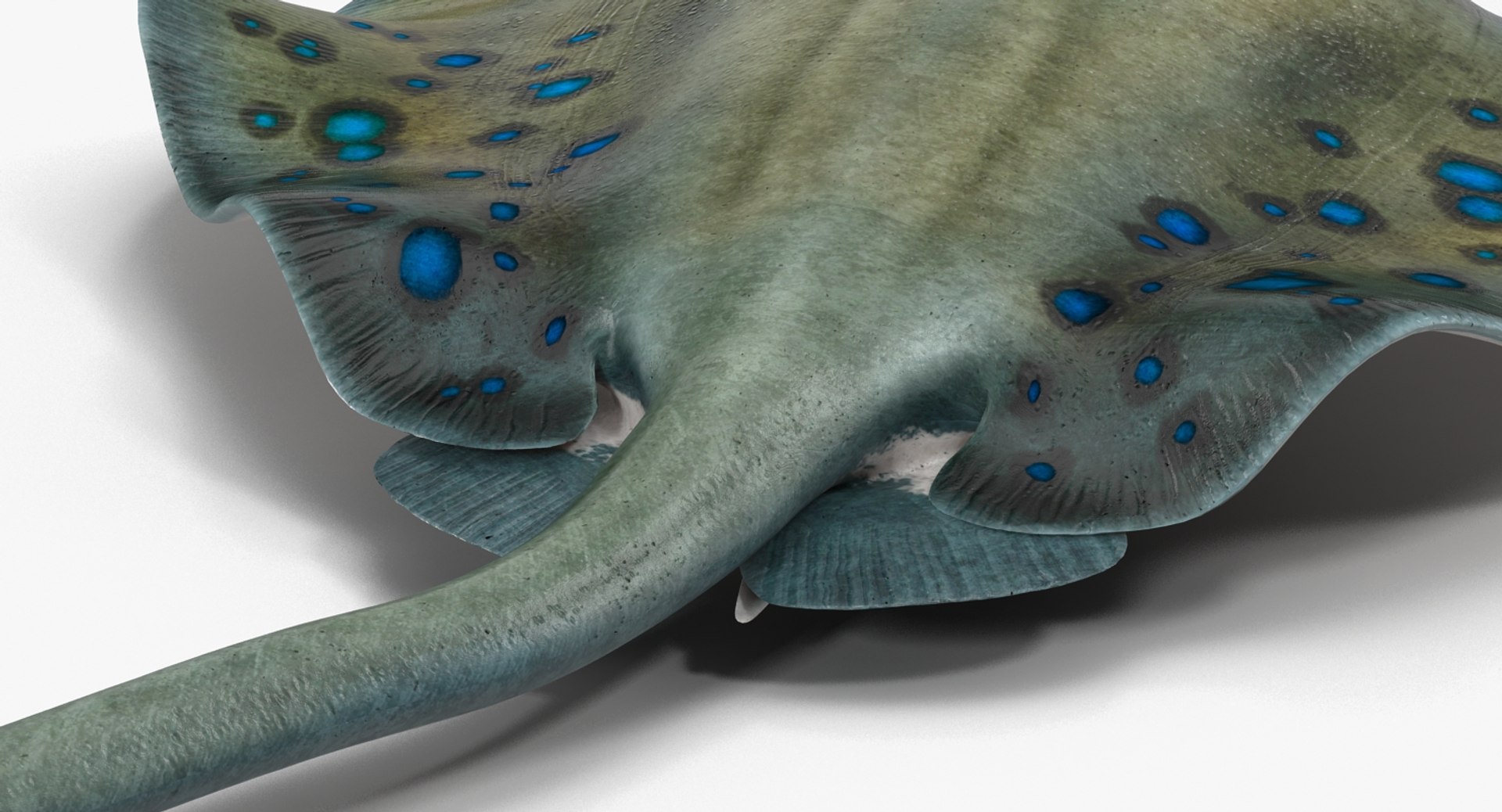 3D rigged fishes 5 model https://p.turbosquid.com/ts-thumb/rf/VS1jGk/XCG7ldZi/riggedfishescollection5c4dmodel116/jpg/1595419281/1920x1080/fit_q87/080d5dd3587b4f285b96f6ffb6e783e3e5118e02/riggedfishescollection5c4dmodel116.jpg