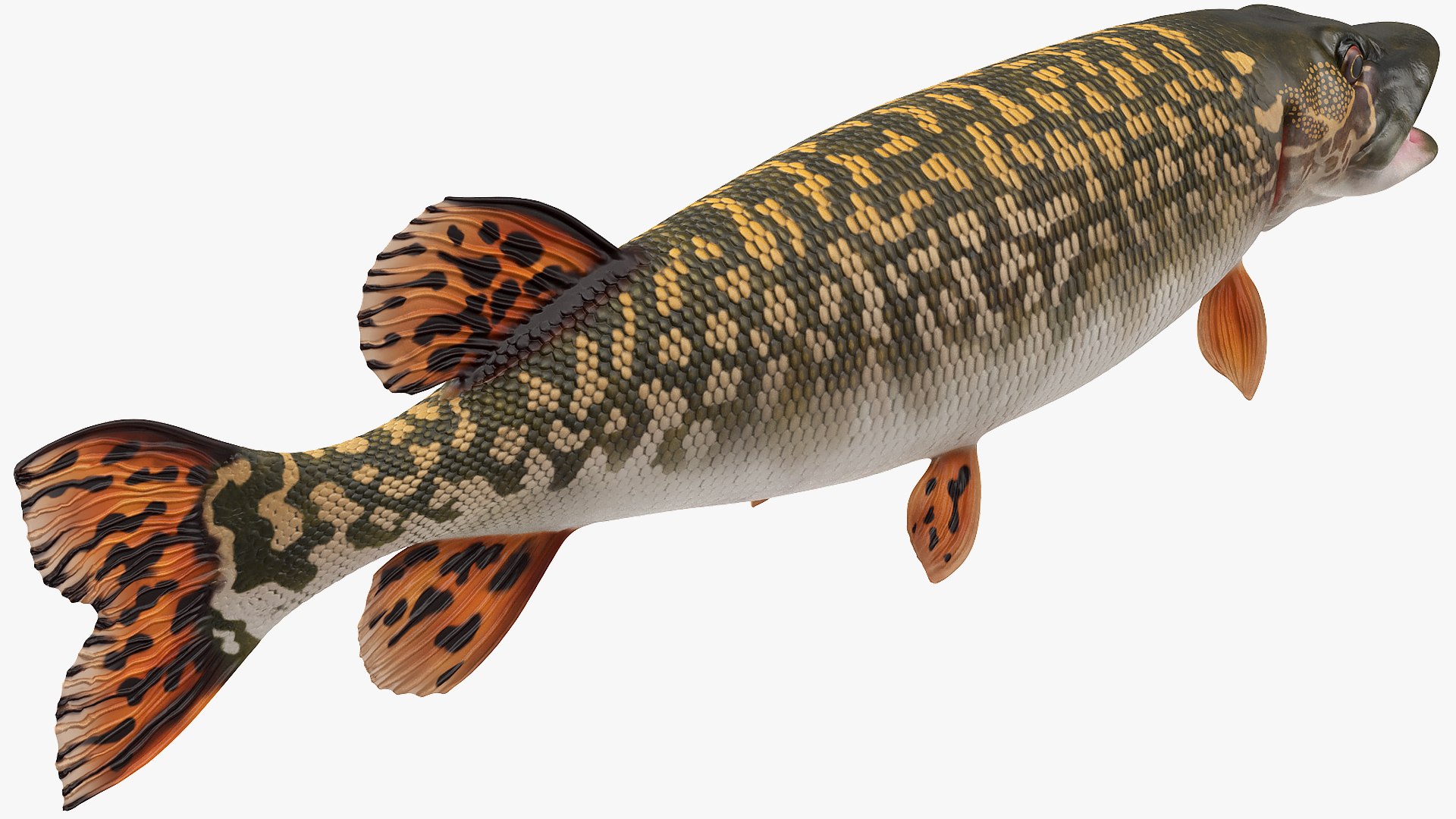 3D rigged fishes 5 model https://p.turbosquid.com/ts-thumb/rf/VS1jGk/XNH8dTL2/riggedfishescollection5c4dmodel011/jpg/1595419031/1920x1080/fit_q87/6feead89ca0491ff829804eb057434374f98c8ac/riggedfishescollection5c4dmodel011.jpg