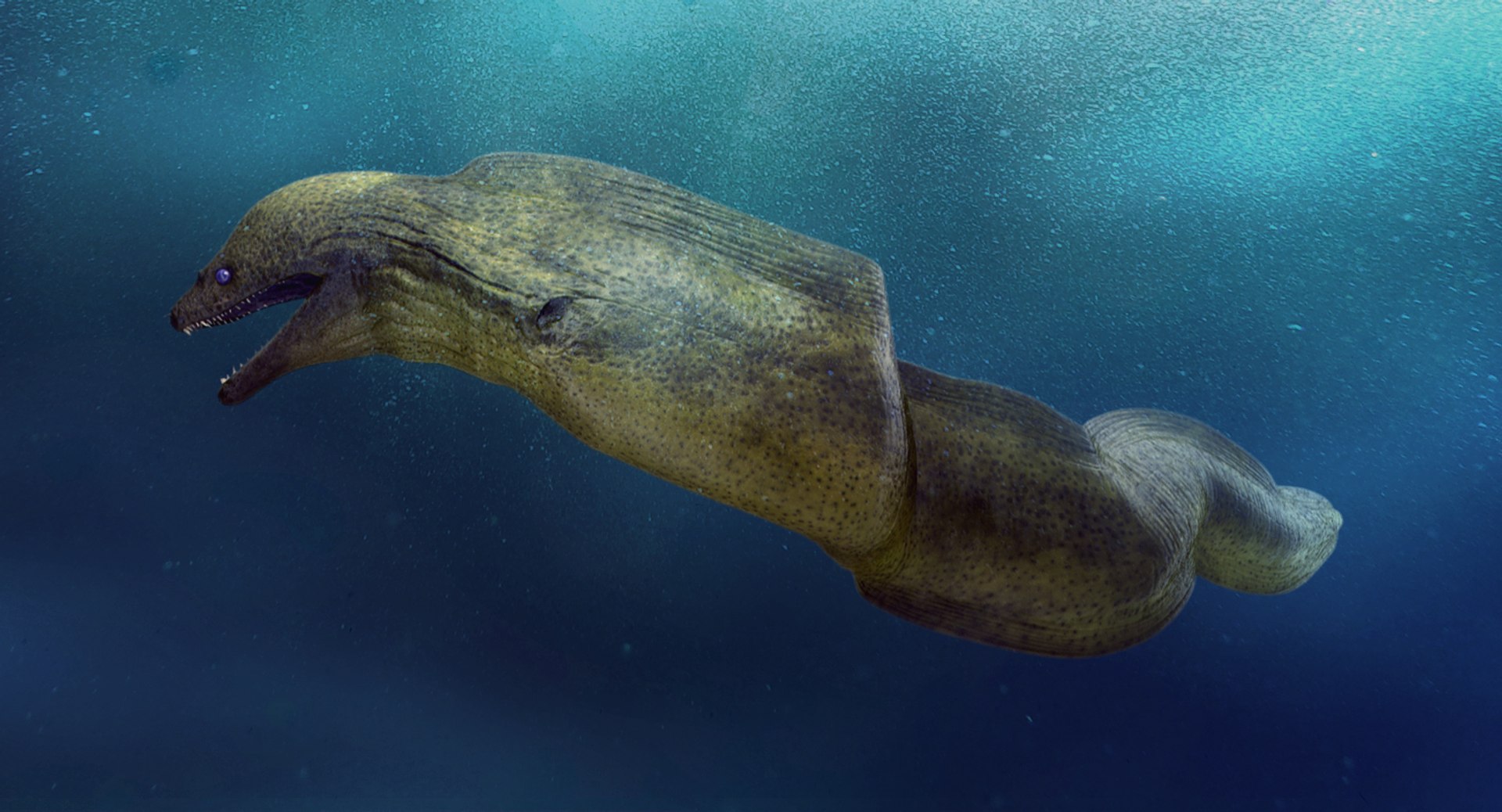 3D rigged fishes 5 model https://p.turbosquid.com/ts-thumb/rf/VS1jGk/ZBBfX2ZZ/riggedfishescollection5c4dmodel045/jpg/1595419111/1920x1080/fit_q87/d98c6db6b4b2b60e344cfb62867d5094405f410c/riggedfishescollection5c4dmodel045.jpg
