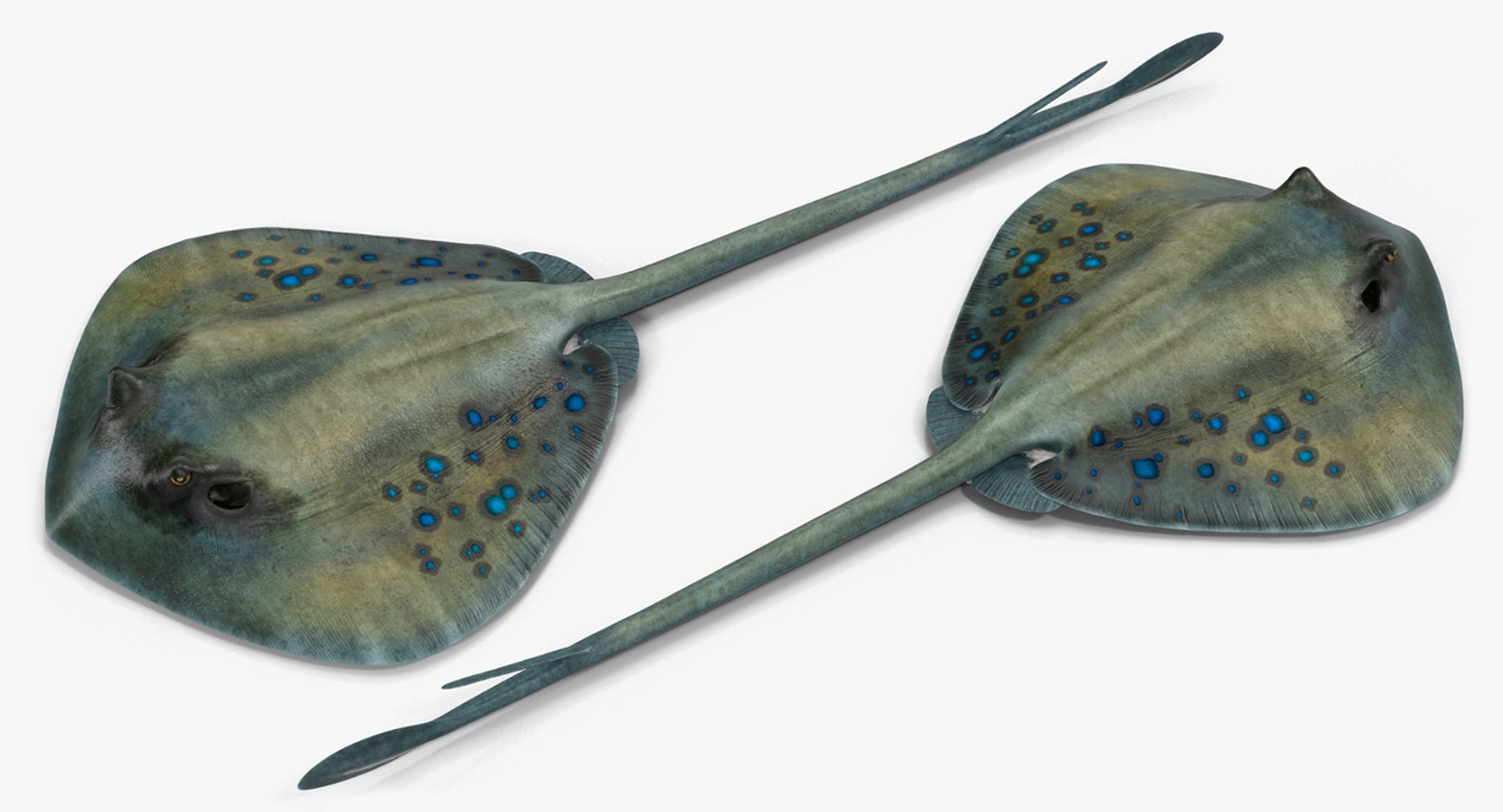 3D rigged fishes 5 model https://p.turbosquid.com/ts-thumb/rf/VS1jGk/Zr3Clf8K/riggedfishescollection5c4dmodel111/jpg/1595419269/1920x1080/fit_q87/1cc2d0928c0747073eff7887fbba77adf88a01a7/riggedfishescollection5c4dmodel111.jpg