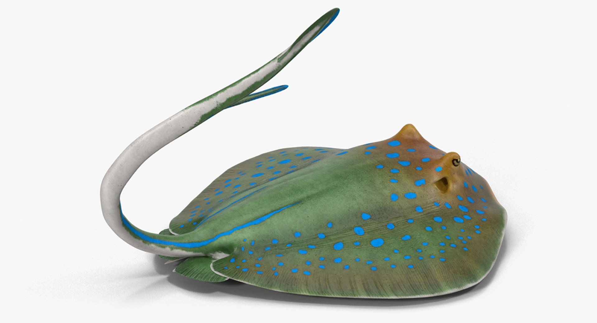 3D rigged fishes 5 model https://p.turbosquid.com/ts-thumb/rf/VS1jGk/cSAmXiEp/riggedfishescollection5c4dmodel120/jpg/1595419291/1920x1080/fit_q87/2fda9b8e9526c623d8da4a17a14330e908d26262/riggedfishescollection5c4dmodel120.jpg