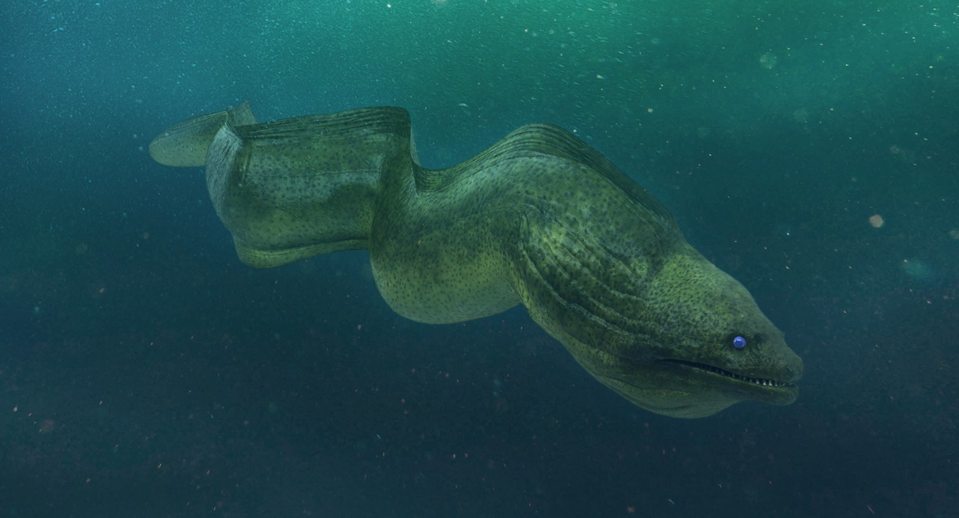 3D rigged fishes 5 model https://p.turbosquid.com/ts-thumb/rf/VS1jGk/mmJTy5aa/riggedfishescollection5c4dmodel044/jpg/1595419108/1920x1080/fit_q87/0a1974ad10f5e93eb294ebb6c22fa7223565402b/riggedfishescollection5c4dmodel044.jpg