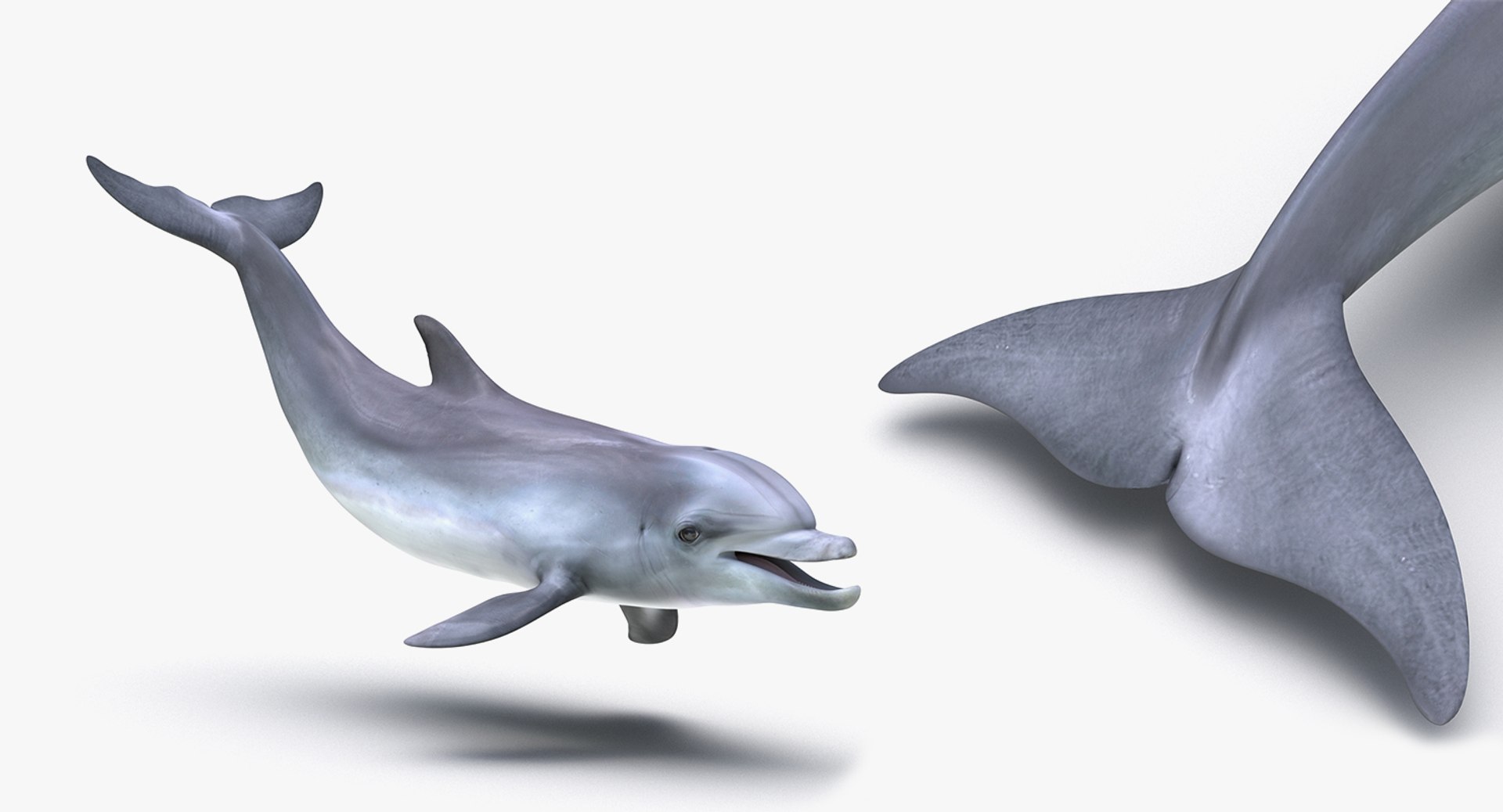 3D rigged fishes 5 model https://p.turbosquid.com/ts-thumb/rf/VS1jGk/nCgS5Vik/riggedfishescollection5c4dmodel133/jpg/1595419322/1920x1080/fit_q87/6d9954562c44d741f5767466e5a120b1841475a5/riggedfishescollection5c4dmodel133.jpg