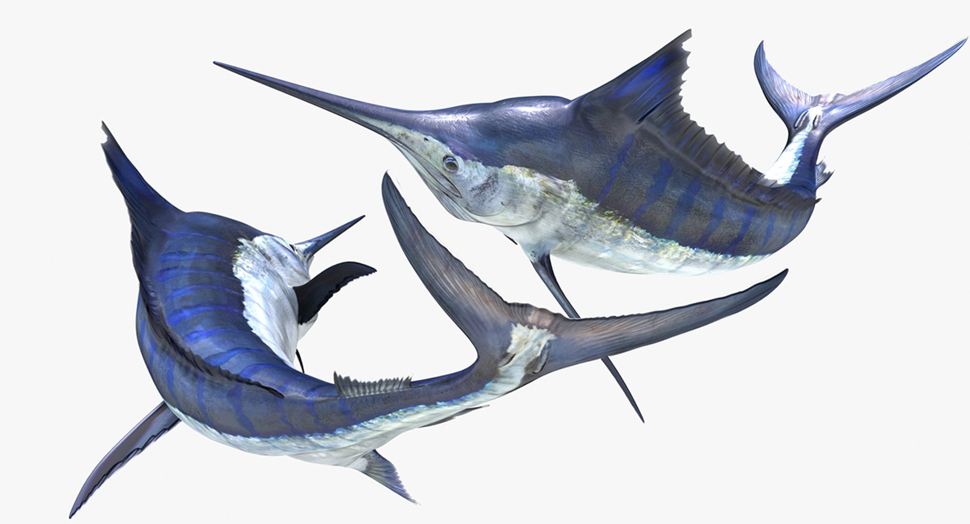 3D rigged fishes 5 model https://p.turbosquid.com/ts-thumb/rf/VS1jGk/vHorLmp7/riggedfishescollection5c4dmodel084/jpg/1595419204/1920x1080/fit_q87/da4711a12322a908ed8c691ea4fd4a5e8386f496/riggedfishescollection5c4dmodel084.jpg