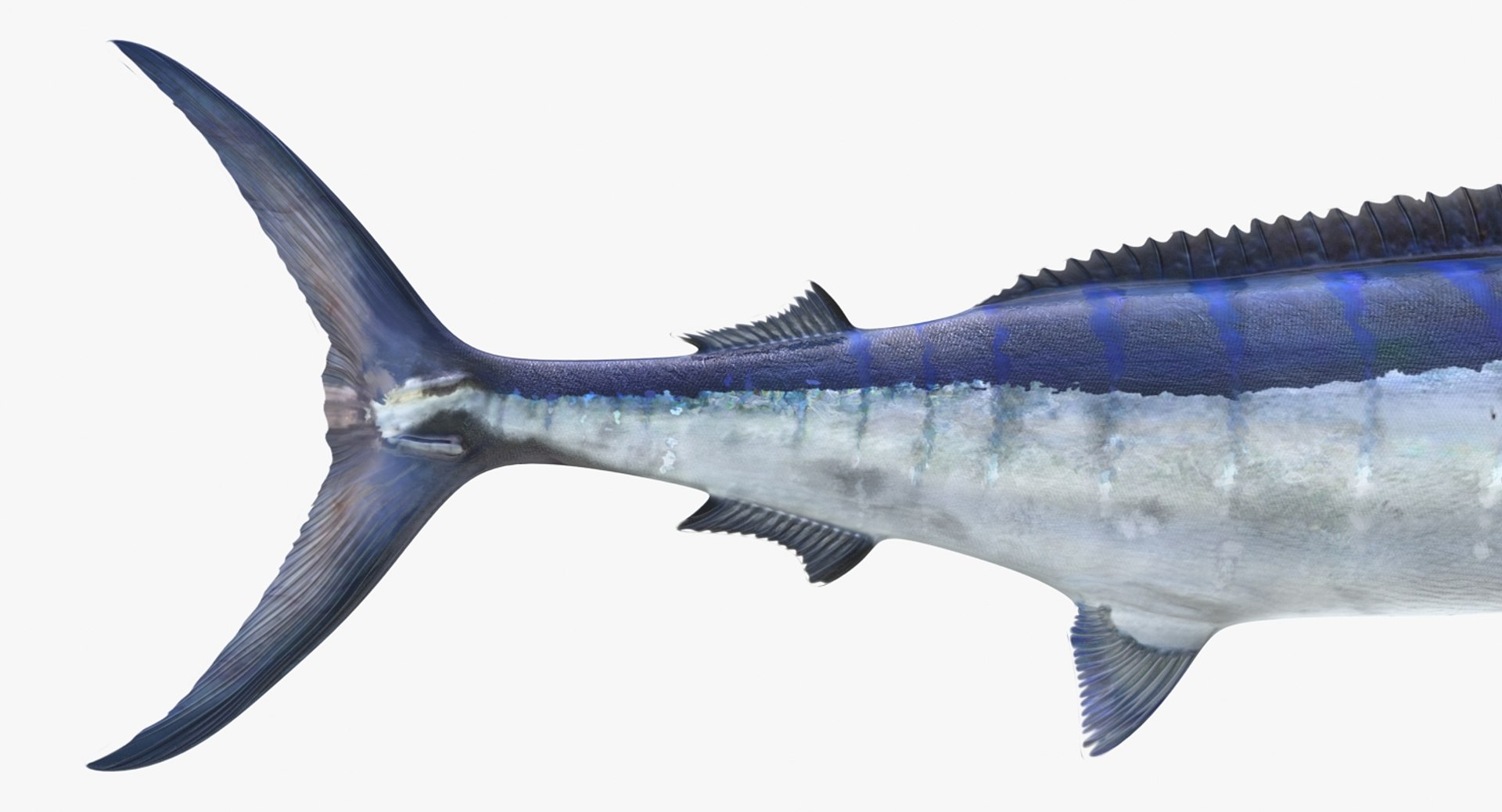 3D rigged fishes 5 model https://p.turbosquid.com/ts-thumb/rf/VS1jGk/vUG83cHX/riggedfishescollection5c4dmodel088/jpg/1595419214/1920x1080/fit_q87/b3d98b259361ac33ea17e828dd359f21ea16f206/riggedfishescollection5c4dmodel088.jpg