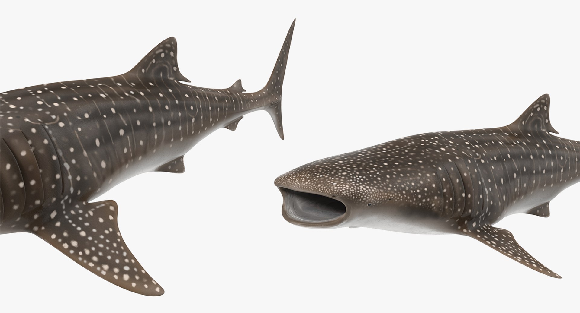 3D rigged fishes 5 model https://p.turbosquid.com/ts-thumb/rf/VS1jGk/w6g6Mt7J/riggedfishescollection5c4dmodel129/jpg/1595419312/1920x1080/fit_q87/3012b88b224b1262039a863f783aa7891642ecaa/riggedfishescollection5c4dmodel129.jpg
