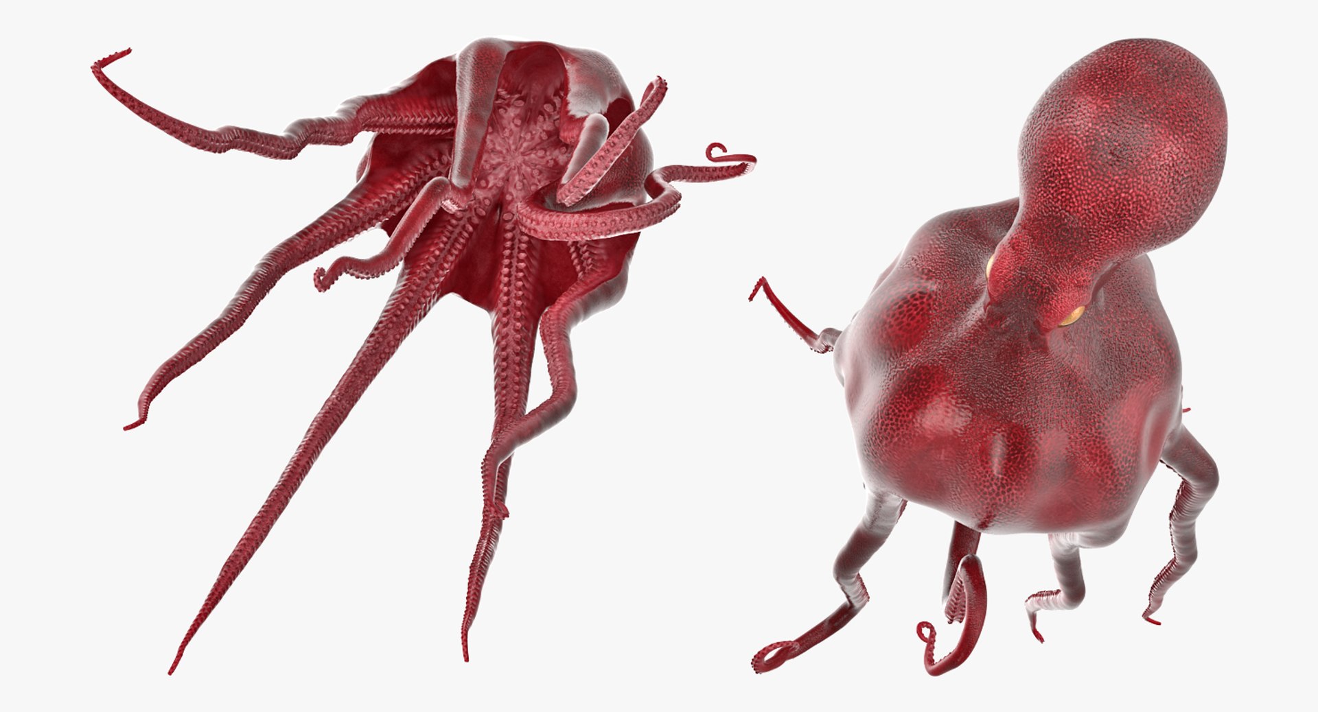 3D rigged fishes 5 model https://p.turbosquid.com/ts-thumb/rf/VS1jGk/wzFHRItV/riggedfishescollection5c4dmodel028/jpg/1595419070/1920x1080/fit_q87/829cb2f8185a8e5543bf8839bd204252db8bff98/riggedfishescollection5c4dmodel028.jpg