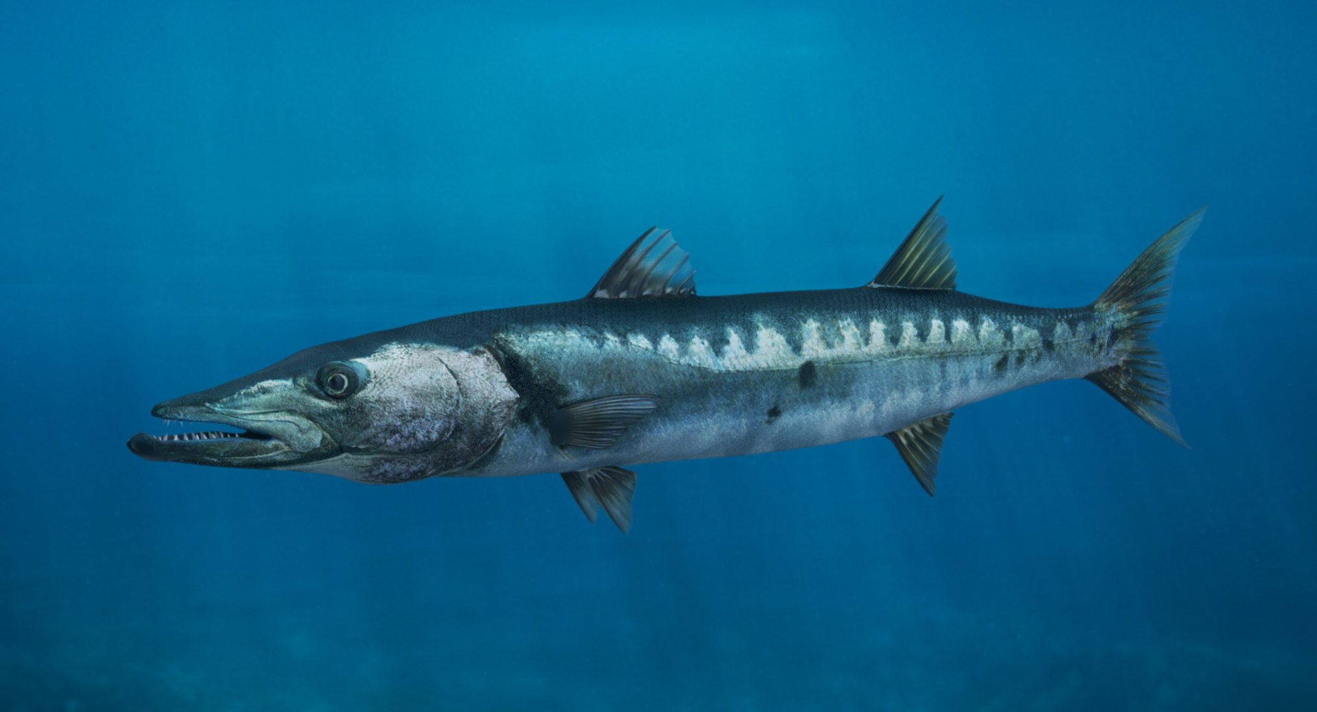 3D rigged fishes 5 model https://p.turbosquid.com/ts-thumb/rf/VS1jGk/x8nxr6Z8/riggedfishescollection5c4dmodel051/jpg/1595419124/1920x1080/fit_q87/5a5dcd3665a822c7be12c48c630f73694e9341ec/riggedfishescollection5c4dmodel051.jpg