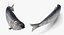 Rigged Fishes Collection 5 para Cinema 4D