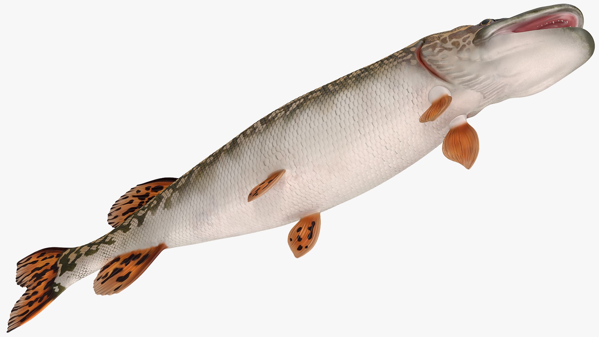 3D rigged fishes 5 model https://p.turbosquid.com/ts-thumb/rf/VS1jGk/z2JE08dd/riggedfishescollection5c4dmodel012/jpg/1595419033/1920x1080/fit_q87/b0b21d391a5a9161bfbbebd02ae52edc1350e1b0/riggedfishescollection5c4dmodel012.jpg