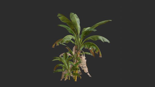 3D assets banana trees model - TurboSquid 1652123