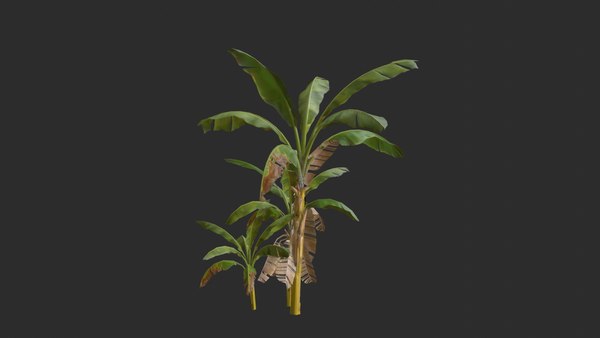 3D assets banana trees model - TurboSquid 1652123