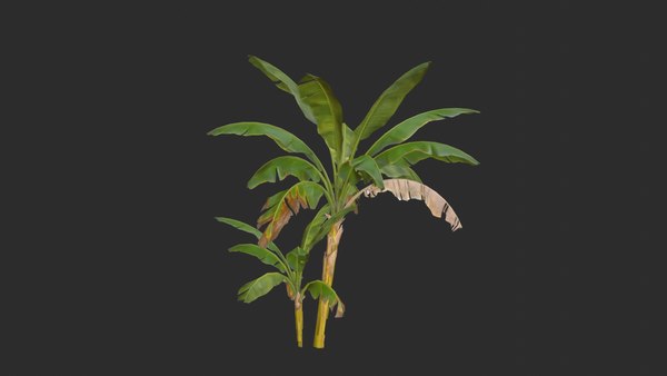 3D assets banana trees model - TurboSquid 1652123