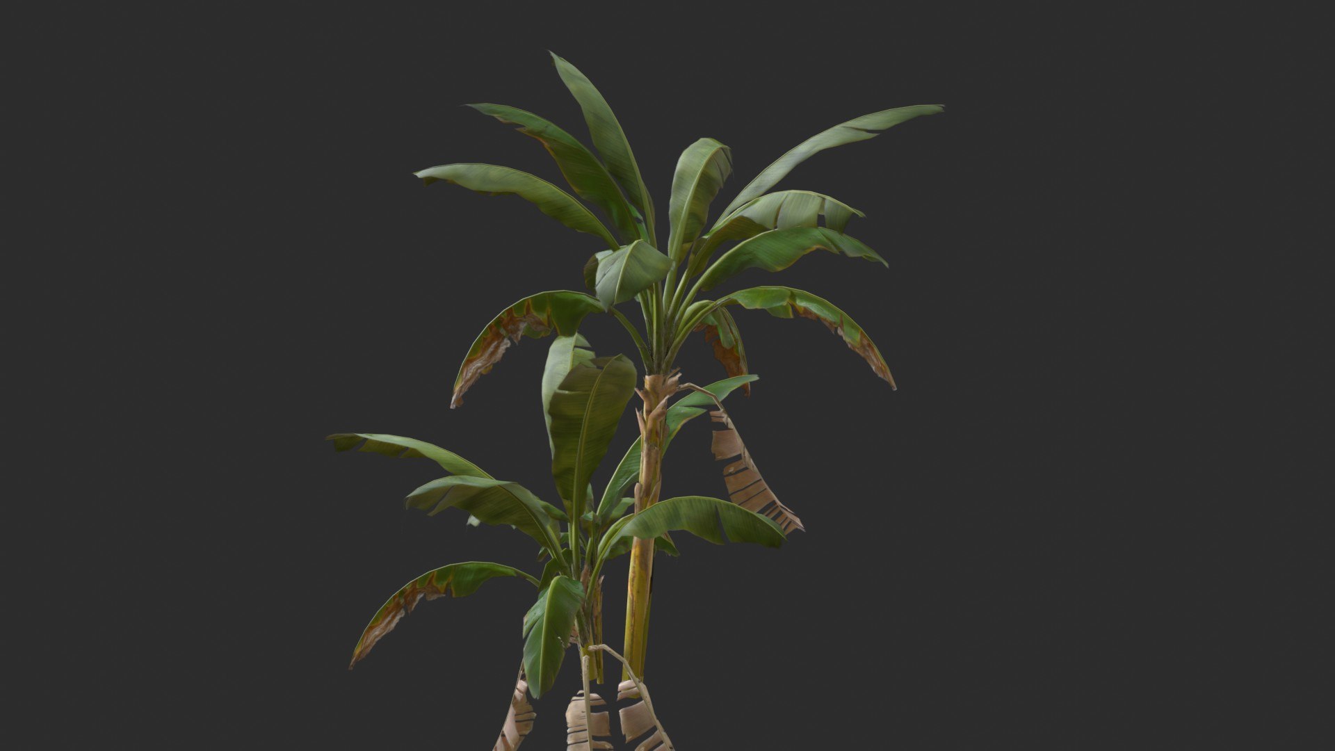 3D assets banana trees model - TurboSquid 1652123