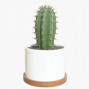 Cactus 04 c 3D model
