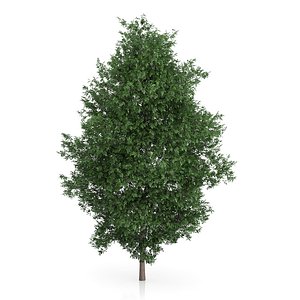 3d model large-leaved lime tree tilia