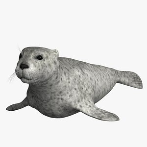 Harbor Seal