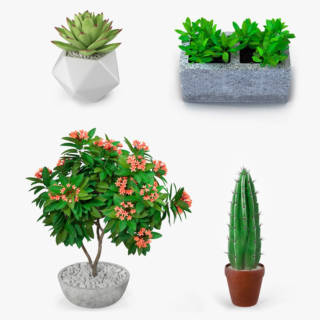 Ornamental Plants in Pots Collection 3D model preview