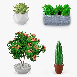 ornamental plants pots 3D model