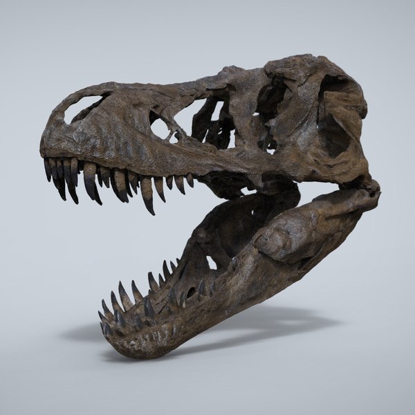 TYRANNOSAURUS REX SCAN3Dモデル - TurboSquid 824520
