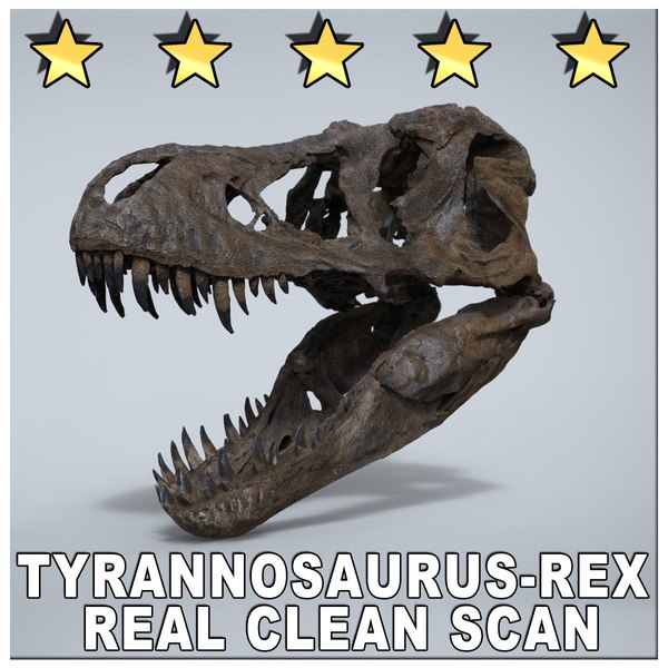 trexskullmain01.jpg