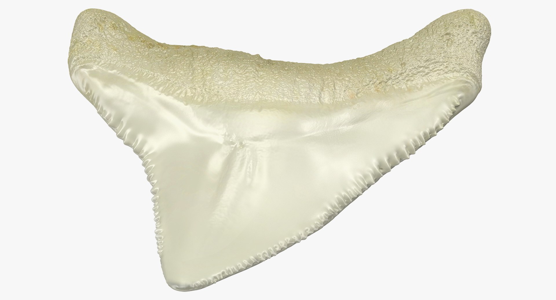 Fossil Shark Teeth 3D Model 3D model preview